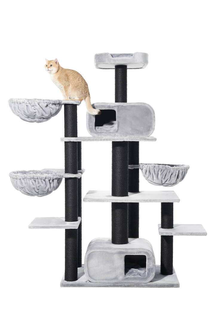 Nobby Kratzbaum Todor